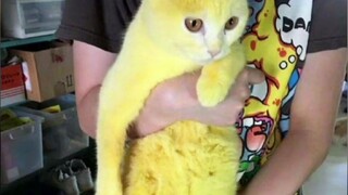 The kitten whose hair was accidentally dyed~Pika