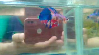 nemo Multicolor