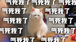 papi家的大小咪：是什么，让大咪被气成表情包？