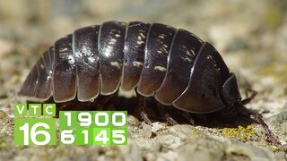 Sâu đá: Món ăn kinh dị nhất Tây Bắc | VTC16