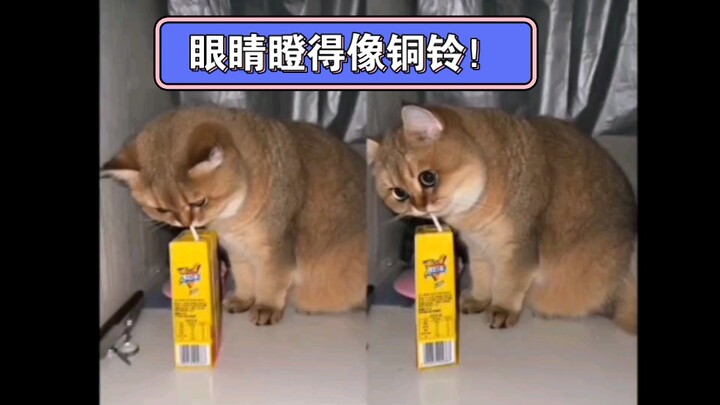 แมวเหมียว: ที่ผ่านมาฉันใช้ชีวิตแบบจืดชืดไร้รสชาติมามากแค่ไหนกันนะ!