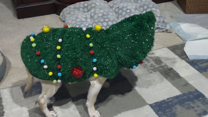 Pug in a Christmas tree costume