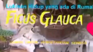 Bonsai Pohon Bunut Lukisan Hidup yang Suka dianggap Sakral & Keramat