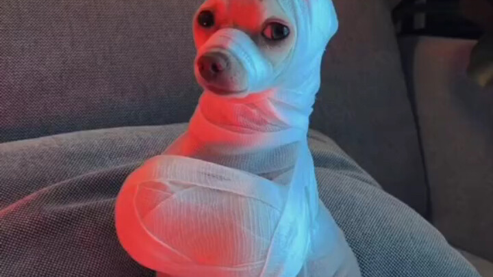 Dog: This time, I’m gonna take back everything that’s mine!