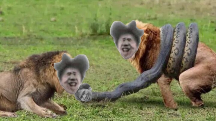 蔡虚鲲为解决怪病前往灰勒塔，竟偶遇仁冥蟒大战狮豹者！