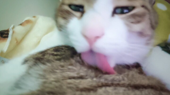 The cutest, most adorable little cat has the best life!