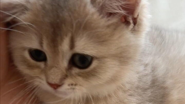 น้องมี๋กลายเป็นมี๋ขนาดกลางแล้ว