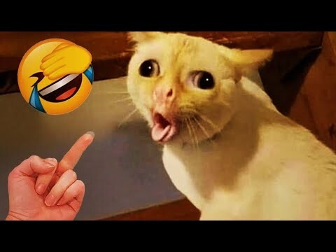 Ultimate Funny Animal Videos: Guaranteed Laughter 😂🐾