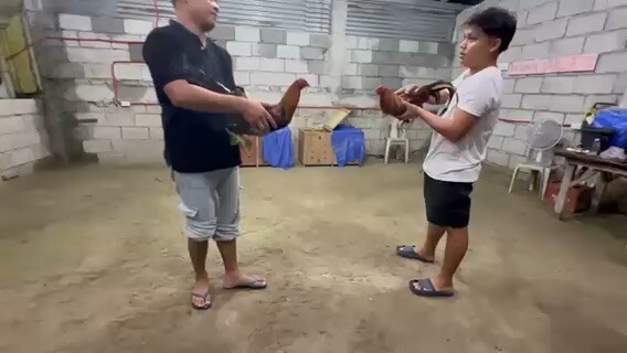 Stags excercise before exams