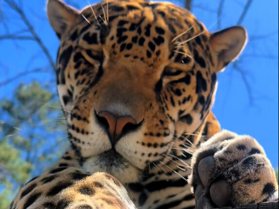 Jaguar, biar kulihat siapa yang masih memanggilku kucing kecil.