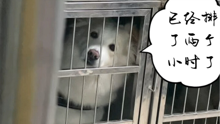 Yesterday, Mom and Momo had to take Bella to the bath because I was busy—only to end up waiting in a