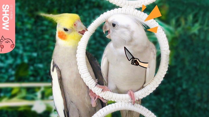 Setelah satu tahun berlalu, burung beo ini tetap memilih untuk menjatuhkan rekannya dari sofa. [Marc