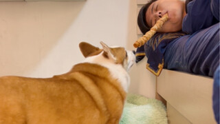 主人叼着骨头假装睡着，狗子会有什么反应？