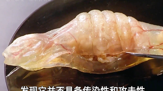 一只蝌蚪遭受核污染而变异，寄生在人体迅速繁衍壮大