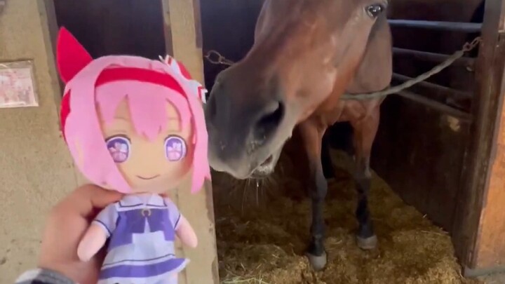 [Chun Urara] Urara eats a carrot and shows great interest in her horsegirl doll (video triple featur