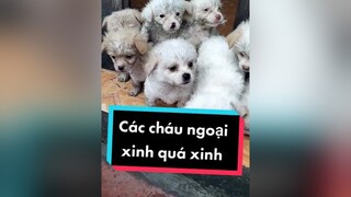 Sáng nào cũng đón ông ngoại thế này. Hihi. cunyeucuadua chó chócon chókhôn chócute xuhuong fyp