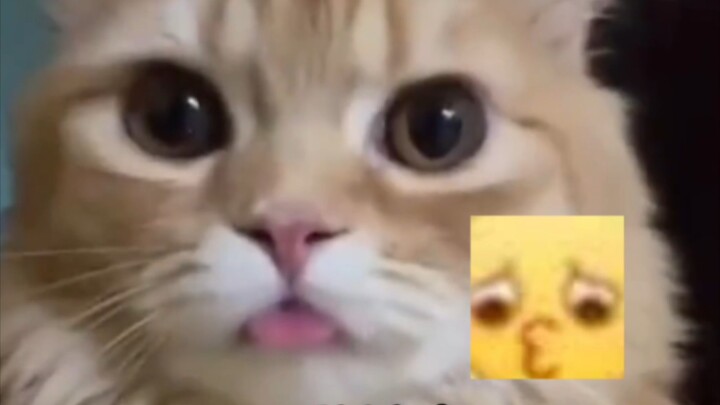 The little cat streamer is on TV!