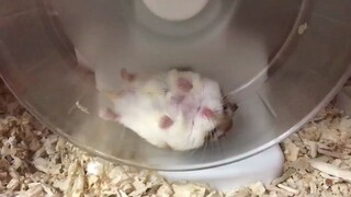 心疼这只小仓鼠，都这样了还在“跑”...