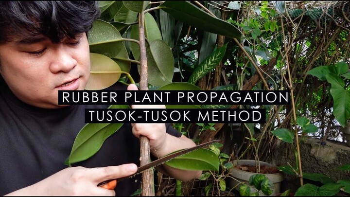 PLANTS 2021 UPDATE + Rubber Plant Propagation TUSOK-TUSOK METHOD