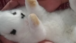 rabbit dab