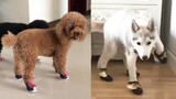 Dog Reaction to Dog Shoes - Funny Dog Shoes Reaction Compilation