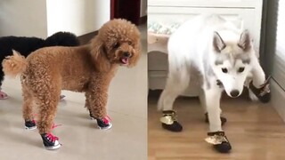 Dog Reaction to Dog Shoes - Funny Dog Shoes Reaction Compilation