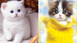 Baby Cats - รวมวิดีโอแมวน่ารักและตลก #29 | Aww สัตว์