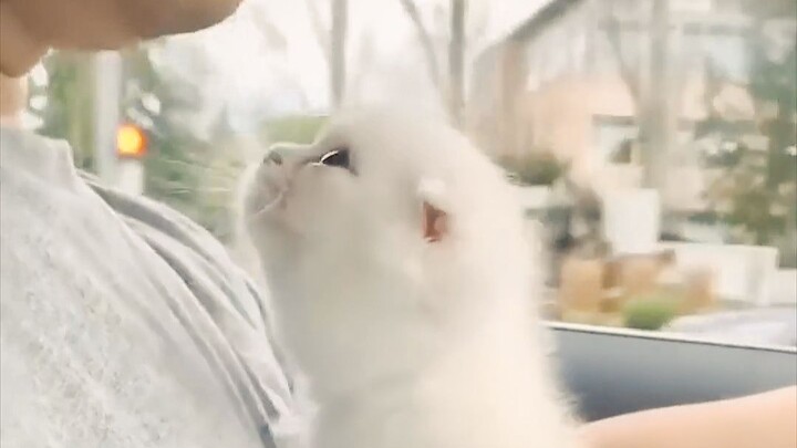 [Cats] Baby Watch It I'm Driving