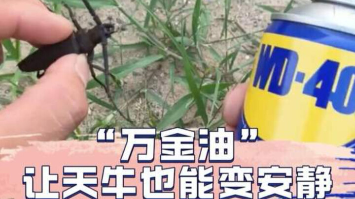 Quả nhiên là “thuốc chữa bách bệnh”, đến cả bọ cánh cứng sừng dài cũng “tắt ngấm” ngay trước mặt nó~