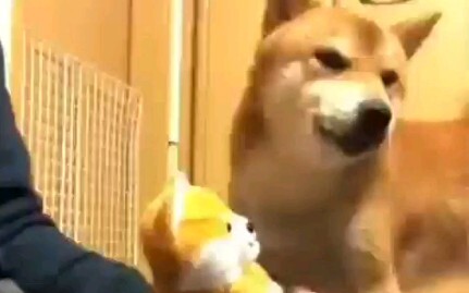 Dog: Why is this guy imitating me...?