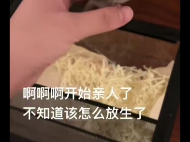 Ý bạn là bạn đã nuôi sống thứ nhút nhát nhất, khó nuôi nhất và khó nhận ra người nhất trên thế giới 