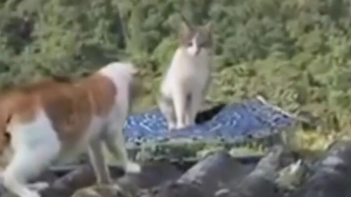 KUCING MINJEM KARPET ALADIN