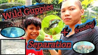 Separating My Male & Female Wild Guppies | Tank Cleaning | Guppy Breeding | Swordtail Mixing