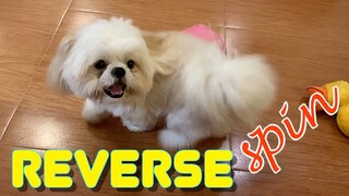 Smart Shih Tzu Learns How To Do The Reverse Spin (Cute Funny Dog Video)