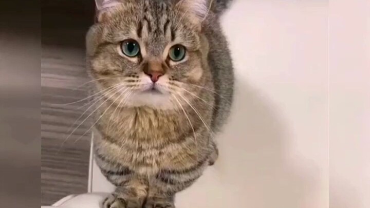 Yang datang dari kota, segera menaklukkan si kucing oranye yang jadi tokoh utama di desa.