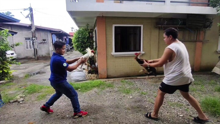 Golden Boy Sweater Vs. Golden Monkey Sweater X White Kelso