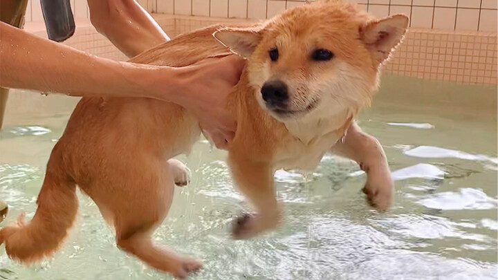 What’s it like when your dog has a talking dad?