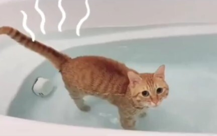 Mèo chủ động đi tắm thế này thì đi xin ở đâu đây?