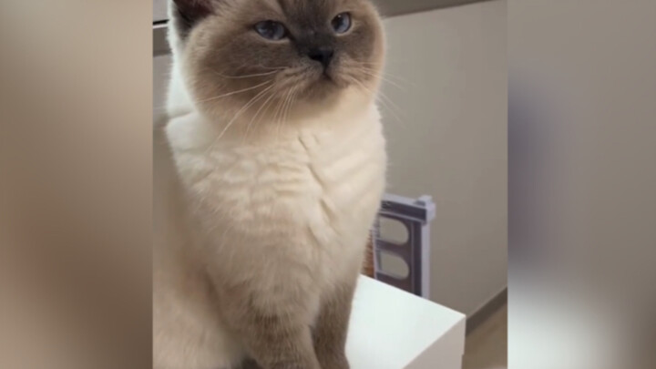 Give me the dried fish quickly! I'm really angry!