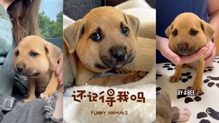 一年前被蜜蜂蛰成馒头的小狗，如今怎么样了⁉️