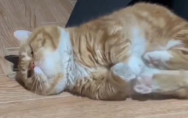 “Si Bocah Gemuk Mencoba Kabur~”