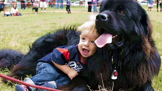 Newfoundland Dogs And Babies Kissing And Playing Together - Dog loves Baby Compilation