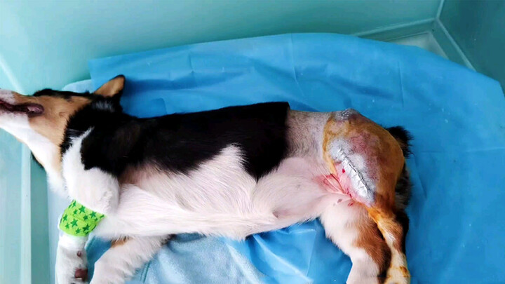 I accidentally broke my dog's leg