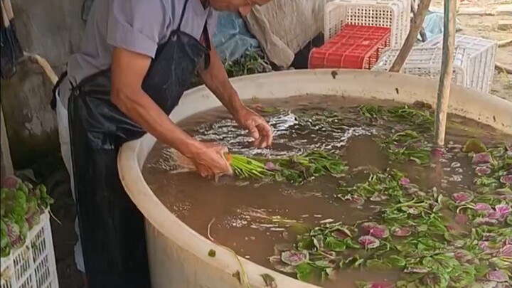 Washed vegetables look fresh and presentable.