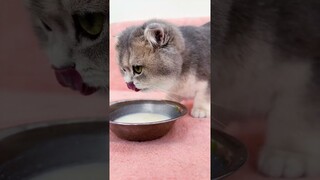 Cat Crying While Drinking Milk #shorts #kittens #cats #animals #viral #trending