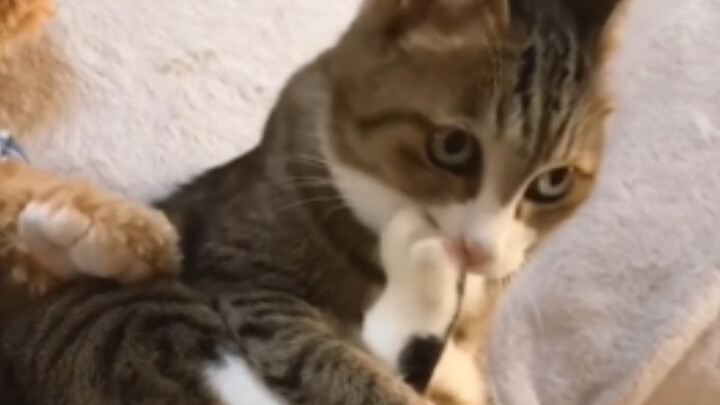 Mèo mèo: Tôi đáng yêu nhỉ!! Hahaha, hahahaha!