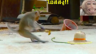 เอางูไปแกล้งลิง Monkey VS Fake Snake Prank