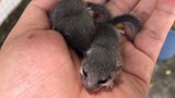 [Hewan]Katanya Tikus Kecil Ini Suka Tidur