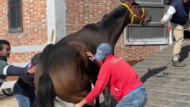 Horses take a private car to the south for the winter.
