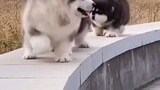 Cute dogs